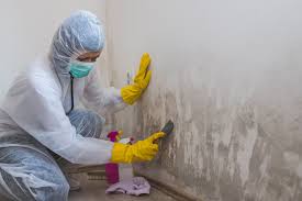 Why You Should Choose Our Mold Remediation Services in Havre, MT